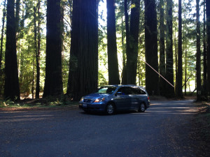 redwoods